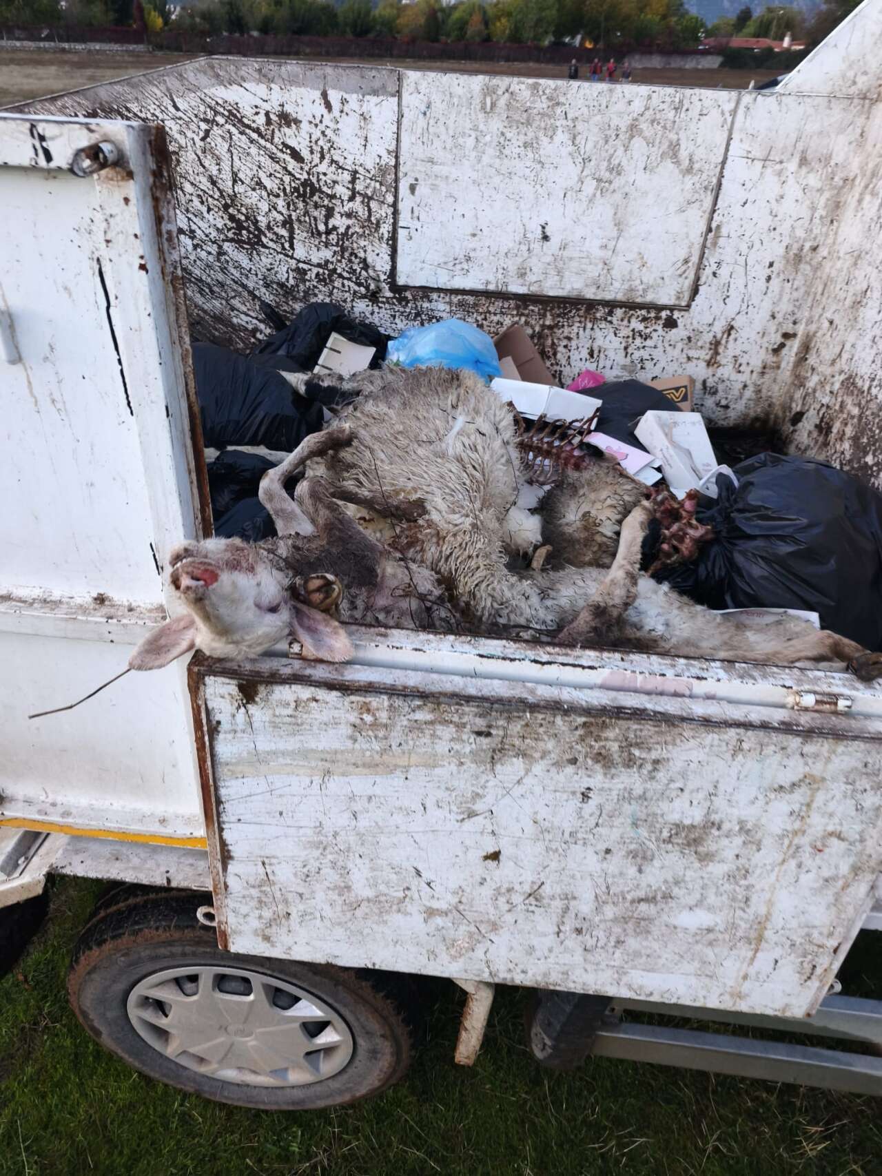 Menteşe’de Koyunlara Saldıran Köpeklerden Biri Yakalandı, İkisi Kaçtı 3